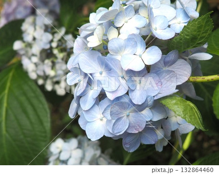 紫陽花 紫陽花 132864460