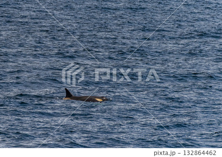 Killer whales in the Antarctic 132864462