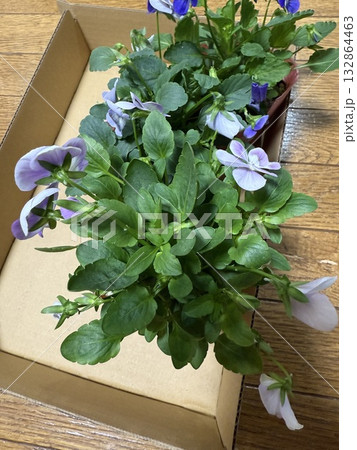 プランター用に買ってきた花 プランター用に買ってきた花 132864463