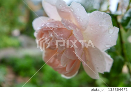 雨に濡れたバラ 132864471