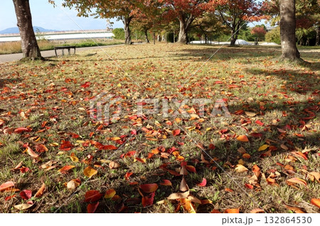 瀬田川沿いの公園の紅葉と落葉 132864530