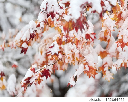 雪が積もったもみじの葉 雪が積もったもみじの葉 132864651