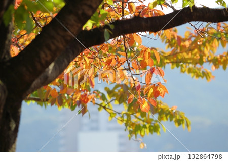 あかく色づく桜の葉 あかく色づく桜の葉 132864798