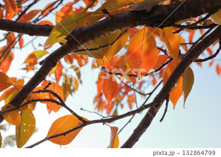 あかく色づく桜の葉 あかく色づく桜の葉 132864799