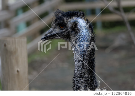 横を向くエミュー 132864816