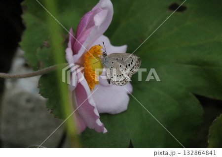 秋の庭に咲くピンク色のシュウメイギクの花の蜜を吸うヤマトシジミ蝶 132864841