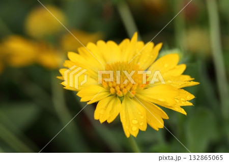 ガイアルディアの花と雨雫 ガイアルディアの花と雨雫 132865065