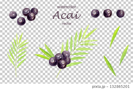 水彩巴西莓套裝向量圖 132865201