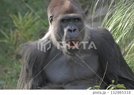 興奮のあまり口のふさがらなくなったゴリラ 132865318