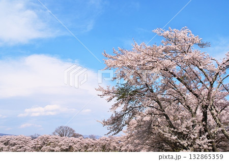 桜満開 八ヶ岳 桜満開 八ヶ岳 132865359