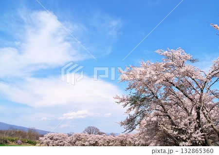 桜満開　八ヶ岳 132865360