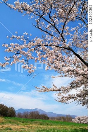 桜満開　八ヶ岳 132865363
