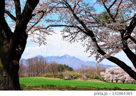 桜満開　八ヶ岳 132865365