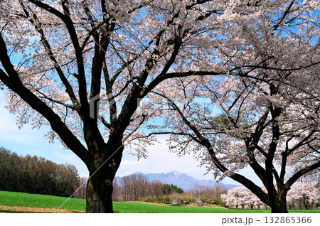 桜満開　八ヶ岳 132865366