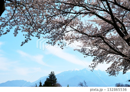 桜満開　南アルプス 132865536