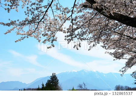 桜満開　南アルプス 132865537