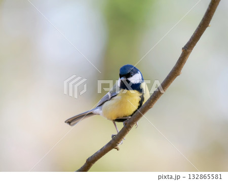 tit sitting on a tree branch against a blurred background 132865581