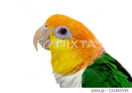 parrots Pionites leucogaster isolated on white background 132865595