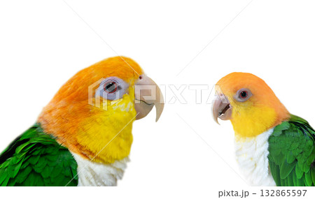 parrots Pionites leucogaster isolated on white background 132865597