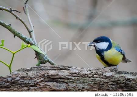 Great tit with a seed in its beak sitting on a tree branch Great tit with a seed in its beak sitting on a tree branch 132865598