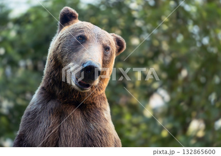 Grizzly bear in natural habitat observing surroundings during daylight hours Grizzly bear in natural habitat observing surroundings during daylight hours 132865600