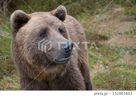 Grizzly bear in natural habitat observing surroundings during daylight hours 132865601