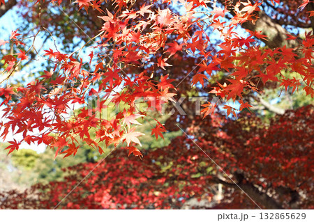 皇居 乾通りの紅葉【東京都千代田区】 皇居 乾通りの紅葉【東京都千代田区】 132865629