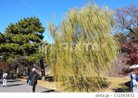 皇居 乾通りの紅葉【東京都千代田区】 132865632