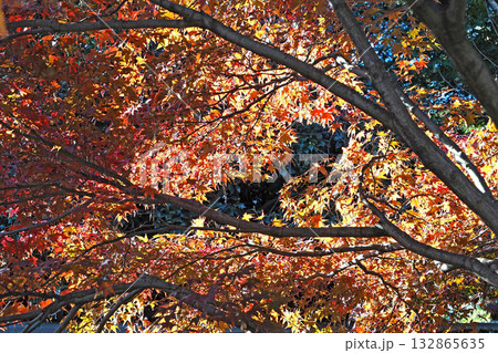 皇居 乾通りの紅葉【東京都千代田区】 皇居 乾通りの紅葉【東京都千代田区】 132865635