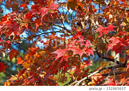 皇居 乾通りの紅葉【東京都千代田区】 132865637