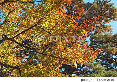 皇居 乾通りの紅葉【東京都千代田区】 皇居 乾通りの紅葉【東京都千代田区】 132865646
