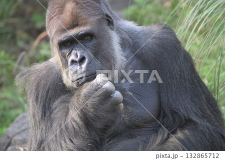 世界情勢について聞かれても軽々しくコメントする立場ではないなというゴリラ 世界情勢について聞かれても軽々しくコメントする立場ではないなというゴリラ 132865712