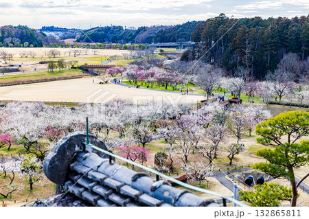 偕楽園公園 満開の梅園 偕楽園公園 満開の梅園 132865811