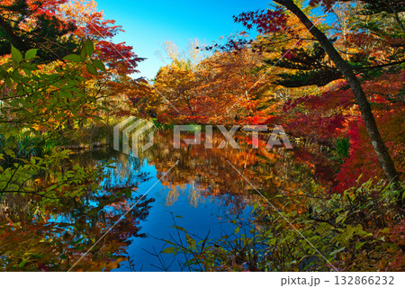 信州　軽井沢の秋　紅葉の雲場池 132866232