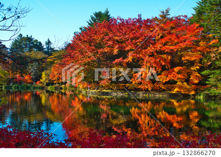 信州 軽井沢の秋 紅葉の雲場池 信州 軽井沢の秋 紅葉の雲場池 132866270