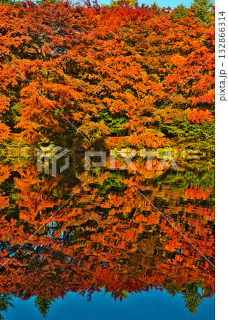 信州 軽井沢の秋 紅葉の雲場池 信州 軽井沢の秋 紅葉の雲場池 132866314