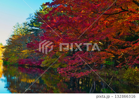 信州 軽井沢の秋 紅葉の雲場池 信州 軽井沢の秋 紅葉の雲場池 132866316