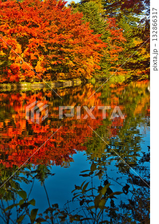 信州 軽井沢の秋 紅葉の雲場池 信州 軽井沢の秋 紅葉の雲場池 132866317