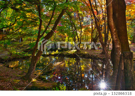 信州 軽井沢の秋 紅葉の雲場池 信州 軽井沢の秋 紅葉の雲場池 132866318