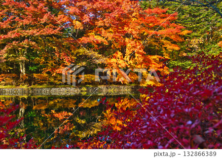 信州 軽井沢の秋 紅葉の雲場池 信州 軽井沢の秋 紅葉の雲場池 132866389