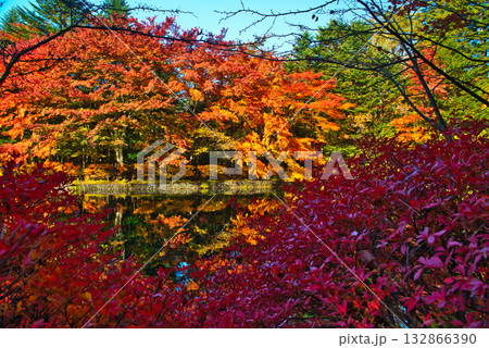 信州　軽井沢の秋　紅葉の雲場池 132866390