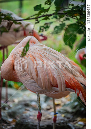 旭川 旭山動物園のフラミンゴ 旭川 旭山動物園のフラミンゴ 132866427