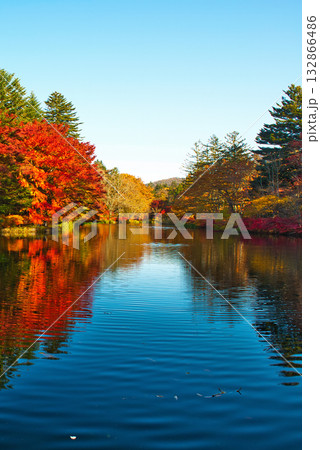 信州 軽井沢の秋 紅葉の雲場池 信州 軽井沢の秋 紅葉の雲場池 132866486