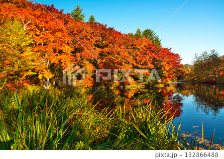 信州　軽井沢の秋　紅葉の雲場池 132866488