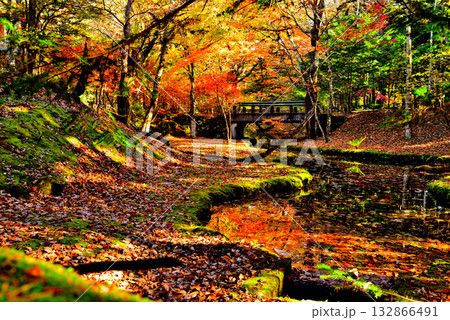 信州 軽井沢の秋 紅葉の雲場池 信州 軽井沢の秋 紅葉の雲場池 132866491