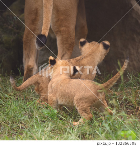 母を追うライオンの子達 母を追うライオンの子達 132866508