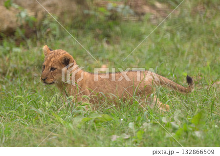 草原を行くライオンの子 132866509