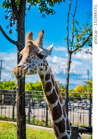 旭川　旭山動物園のキリン 132866551