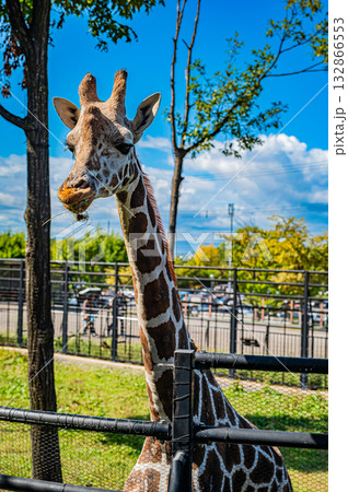 旭川　旭山動物園のキリン 132866553