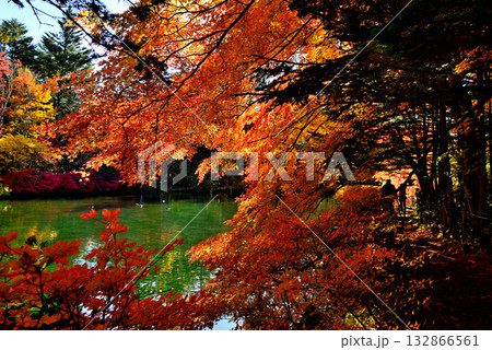 信州 軽井沢の秋 紅葉の雲場池 信州 軽井沢の秋 紅葉の雲場池 132866561